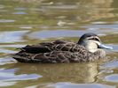 Pacific Black Duck (WWT Slimbridge September 2012) - pic by Nigel Key